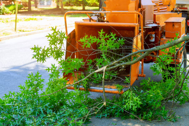Seasonal Cleanup (Spring/Fall) in Covington, KY