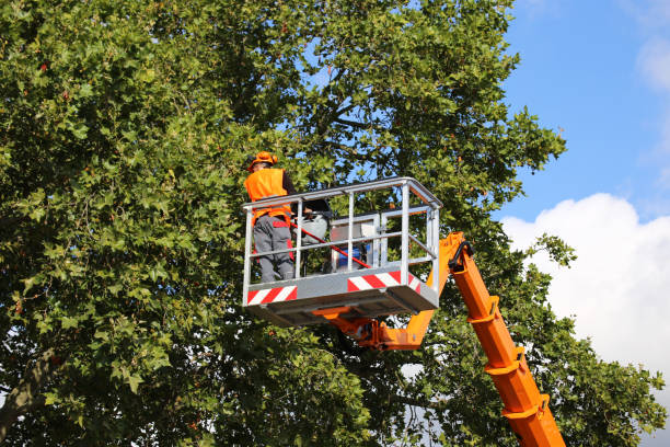 Best Leaf Removal  in Covington, KY