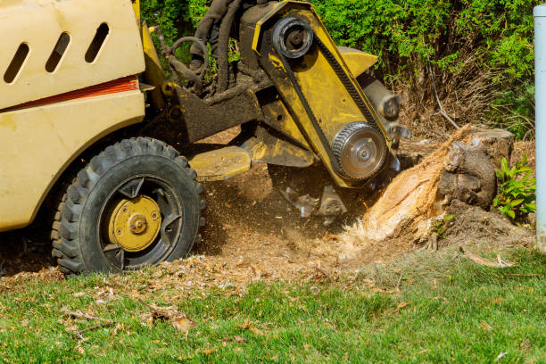 Best Tree Mulching  in Covington, KY