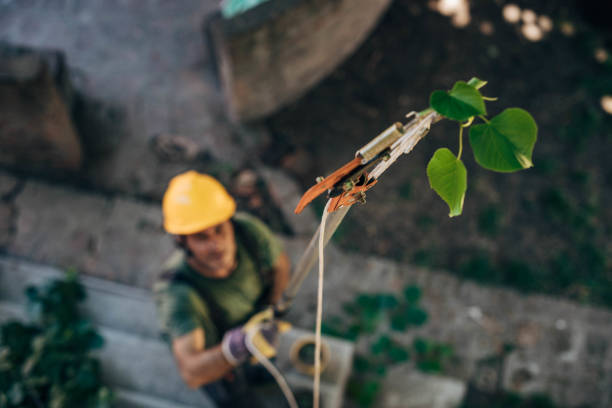 Best Tree Removal  in Covington, KY