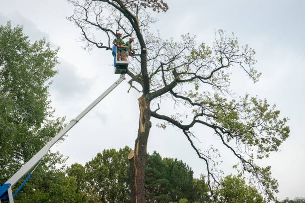 Best Tree and Shrub Care  in Covington, KY