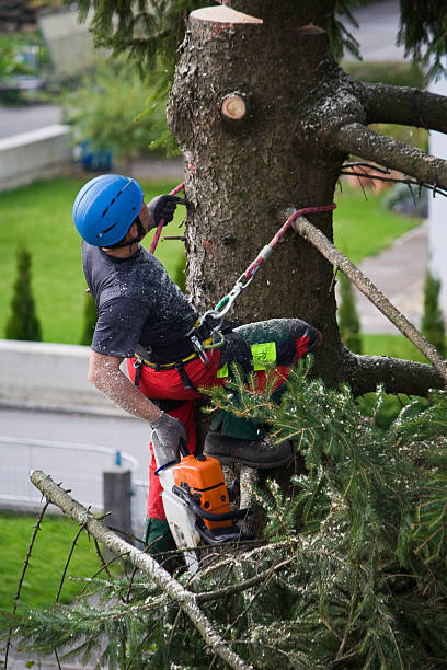 Best Organic Lawn Care Solutions  in Covington, KY
