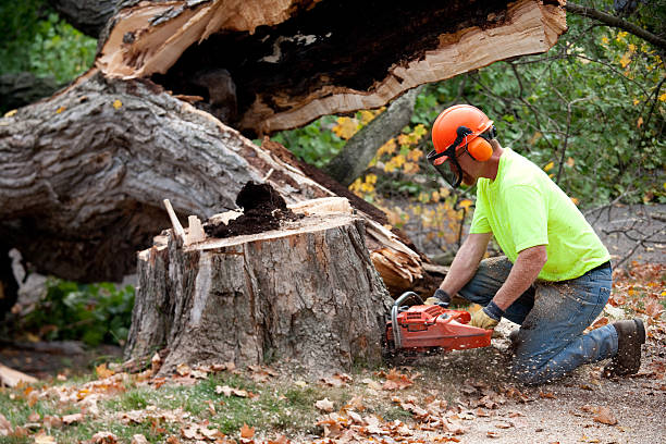 Best Tree Risk Assessment  in Covington, KY