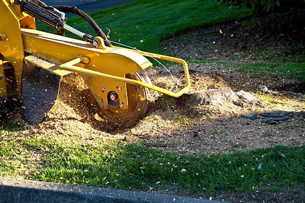 Best Arborist Consultation Services  in Covington, KY