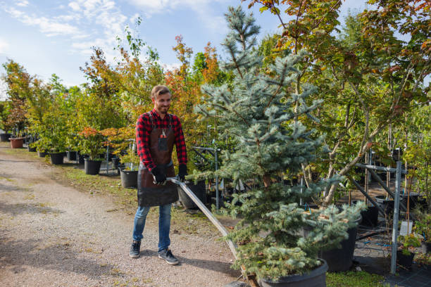 Best Lawn Watering Services  in Covington, KY