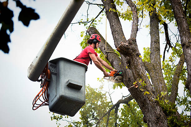 Best Tree Preservation Services  in Covington, KY