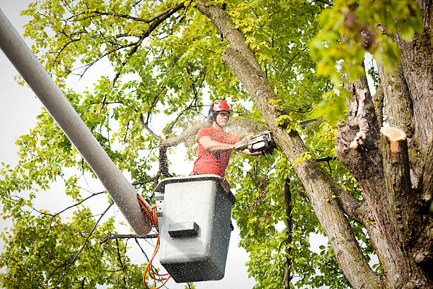 Best Tree Cabling and Bracing  in Covington, KY